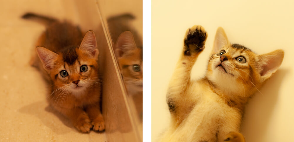 写真：左：Cちゃん（2か月），右：Pちゃん（2か月）